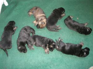 GermanShepherdPuppies